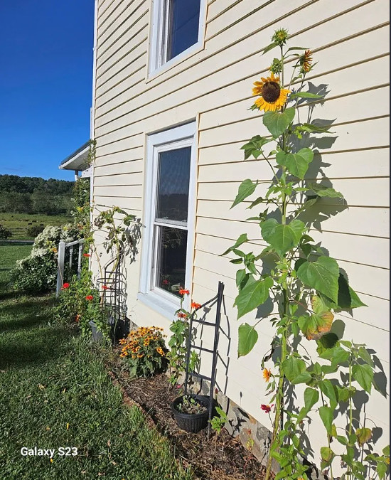 Pretty setting in a beautiful area! Five acres in Virginia