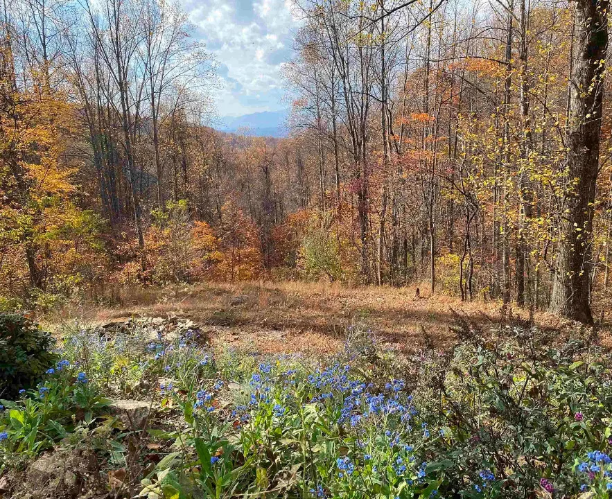 Perfection! Amazing setting! C. 1838. On 96 acres in Virginia. $649,000