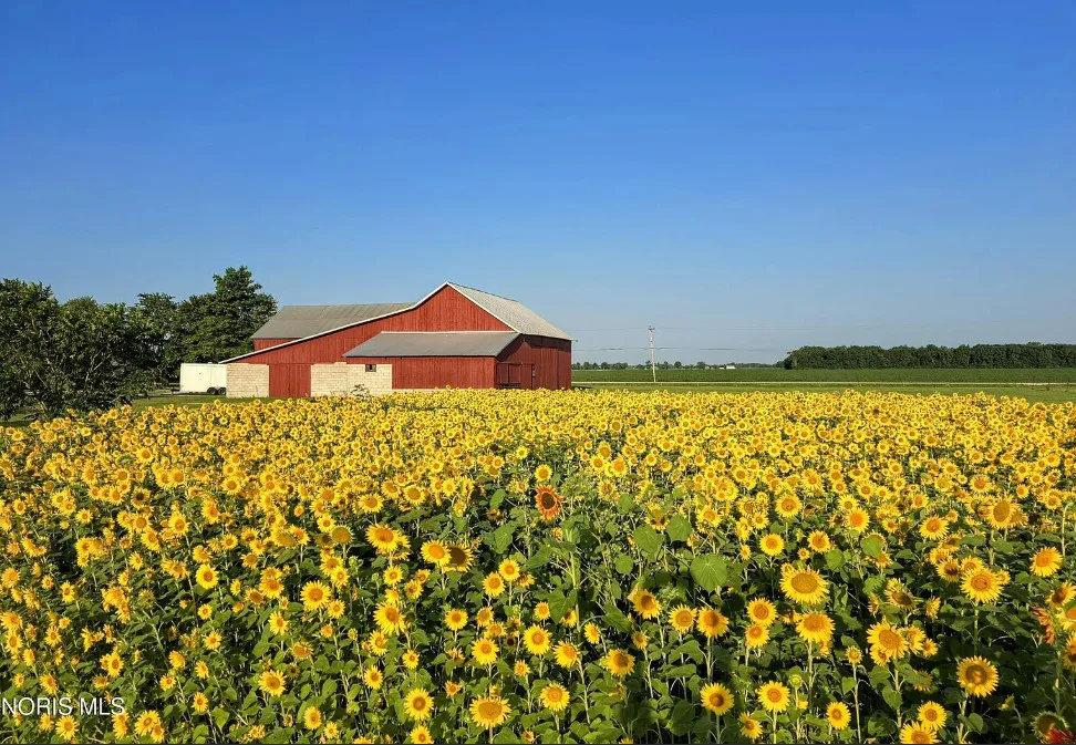 Beautiful setting! Sunflower field and a small apple orchard! Over 5 acres in Ohio.