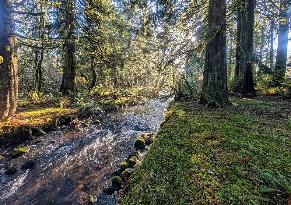 Cottage in the woods! Circa 1945 in Oregon. $450,000